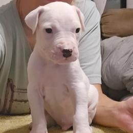 Sleepy - White male Dogo Argentino puppy in Bear River City, Utah from Valkka Kennels