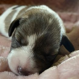 Miniature Schnauzer Puppies from Star Schnauzers