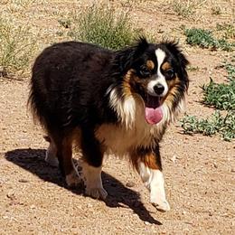 Miniature Australian Shepherds and Toy Australian Shepherds from Halfpint Aussies