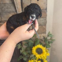 Jazz - Phantom male Goldendoodle puppy in Sanderson, Florida from Serenity Goldendoodles