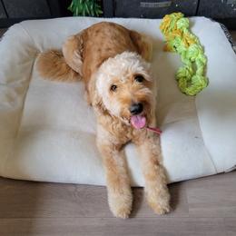 Sophie - Goldendoodle