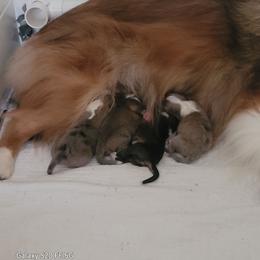 Shetland Sheepdog puppies from Hawks Acres Shelties