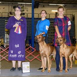 Rhodesian Ridgeback Puppies from Supernova Ridgebacks