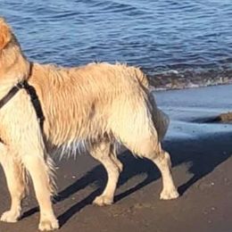 Golden Retrievers from Sadie Lane Family Goldens