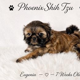 Star Now Eugenia - Gold female Shih Tzu puppy in Hayden, Idaho from Phoenix Shih Tzu