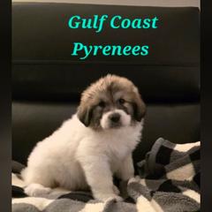 Deuce - White and badger male Great Pyrenees puppy in Bay Saint Louis, Mississippi from Gulf Coast Pyrenees