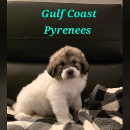 Deuce - White and badger male Great Pyrenees puppy in Bay Saint Louis, Mississippi from Gulf Coast Pyrenees