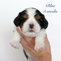 Blue - Tri-color male Cavalier King Charles Spaniel puppy in Flagstaff, Arizona from Cadelia Cavalier King Charles Spaniels
