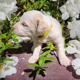 Girl 4 Yellow - Lemon belton female Llewellin Setter puppy in North Dinwiddie, Virginia from Pups Furever
