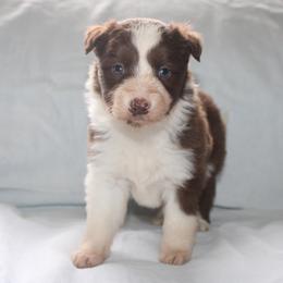Wren - White and red male Border Collie puppy in Cedartown, Georgia from Ferguson Border Collies