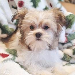 Aslan - Sable male Mi-Ki puppy in Toronto, Ohio from Shekinah’s Mi-Kis & Cricket Hill’s Westies