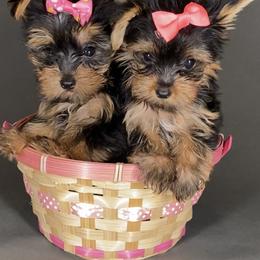 Pomeranian and Yorkshire Terrier Puppies from BC Breeders Association