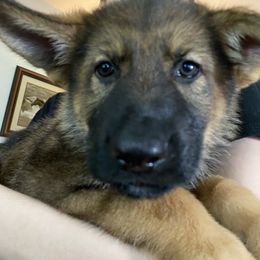 German Shepherd Puppies from Vom Holzhaus German Shepherds