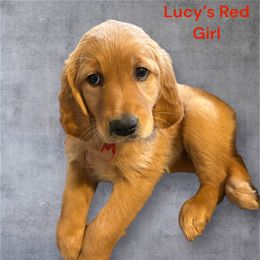 Golden Retriever Puppies from Family Loved Golden Retrievers
