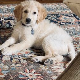 Goldendoodle Puppies from Carolina Doodle Puppies