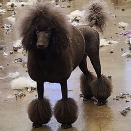 Poodles from Empire Poodles