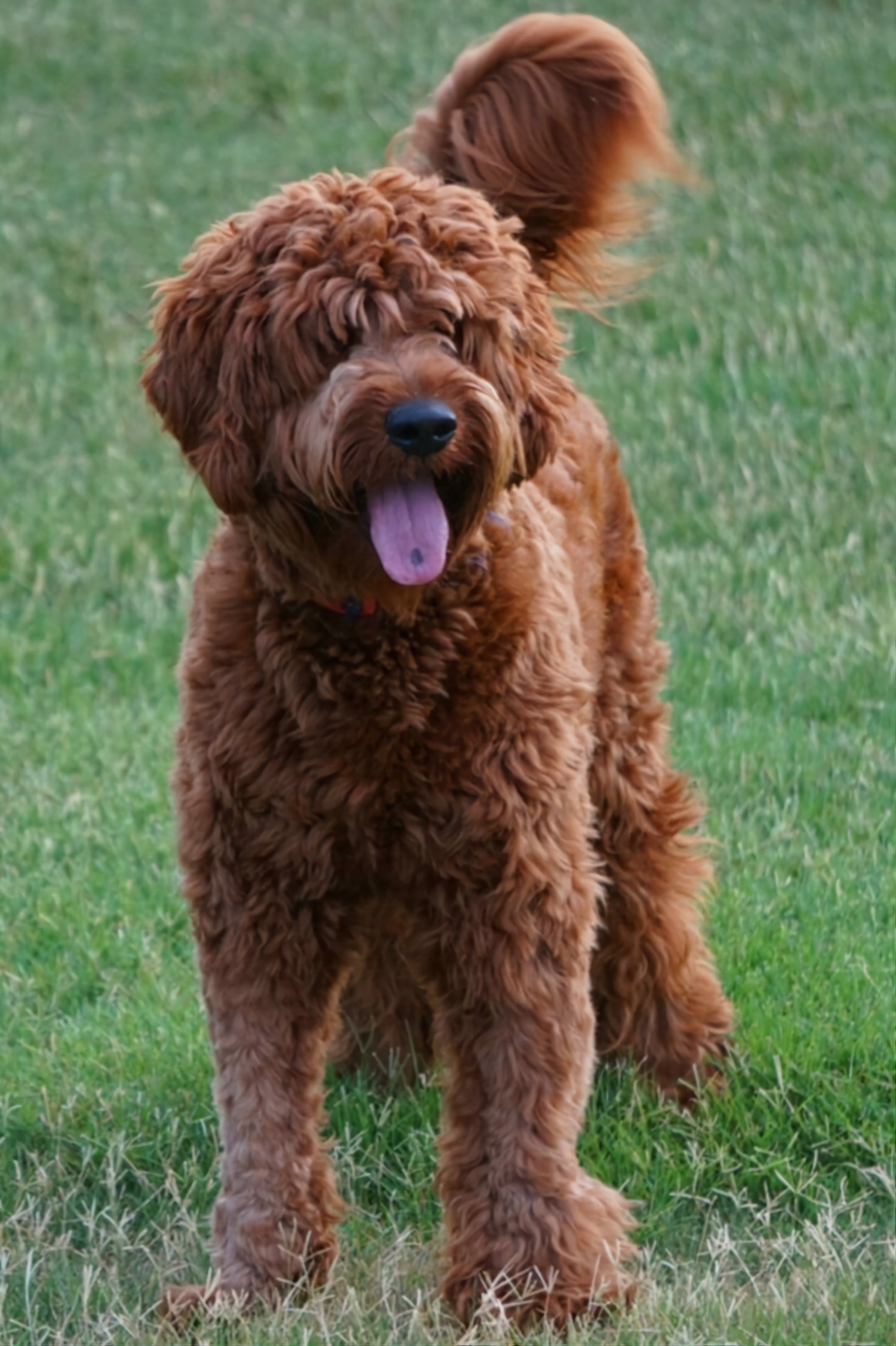 Goldendoodles from Dapper Doods