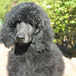 Bluetick Coonhound and Poodle Puppies from Dejah Bleu Kennels