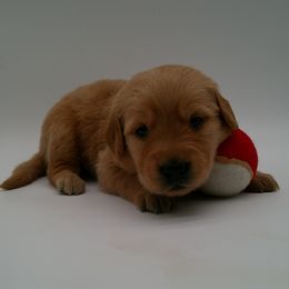 Jasper - Golden male Golden Retriever puppy in Salem, Oregon from Oregon Rose Goldens