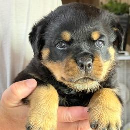 Glory - Black and mahogany female Rottweiler puppy in Gloster, Mississippi from Mississippi Rottweilers