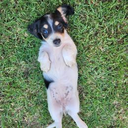 Dachshund Puppies from Leslie Martinez