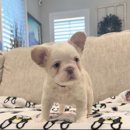 French Bulldog Puppies from Opulence Frenchies