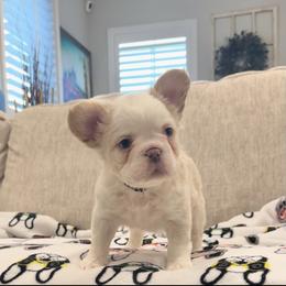 French Bulldog Puppies from Opulence Frenchies