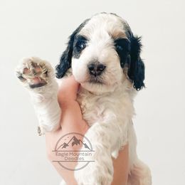 Goldendoodle Puppies from Eagle Mountain Doodles