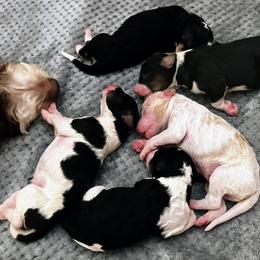 Aussiedoodle puppies from Sand Creek Ranch Aussiedoodles