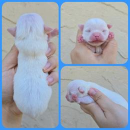 White - White male Chihuahua puppy in Vineland, New Jersey from Royal Companion's