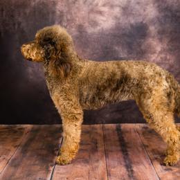 Molly - Labradoodle
