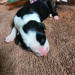 Lavender - Black and white female Border Collie puppy in Opelousas, Louisiana from Zahara Border Collies