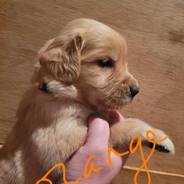 Orange collar - Golden male Golden Retriever puppy in Brush Prairie, Washington from Paradise Peaks