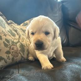 Maple- Orange collar- third pick yellow male - Yellow male Labrador Retriever puppy in Isanti, Minnesota from Four Corners Family Labs