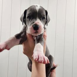 Black Collar boy - Blue and white male Great Dane puppy in Longview, Texas from Lazy A Danes
