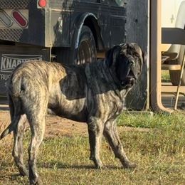 Huey - Mastiff