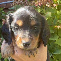 Red Collar Longhair - Black and tan male Dachshund puppy in Cottonwood, California from Circle C Farm