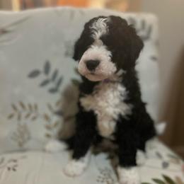 Putple - Black and white female Bernedoodle puppy in Millville, New Jersey from Michelle's Doodles
