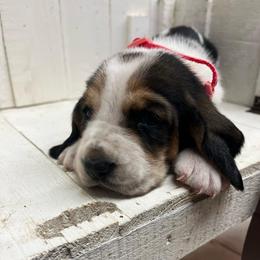 Pink Collar Little Girl - Black brown and white female Basset Hound puppy in Hurtsboro, Alabama from PARK’s Family Farm