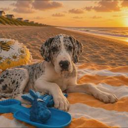 Creed - Mantle merle male Great Dane puppy in Brooksville, Florida from Follow My Lead Great Danes