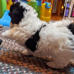 Havanese Puppies from Endearing Havanese