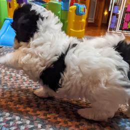 Havanese Puppies from Endearing Havanese