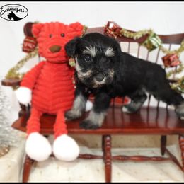 AKC 25028 - Black and silver male Miniature Schnauzer puppy in Mount Airy, Georgia from Miniature Schnauzers GA, LLC