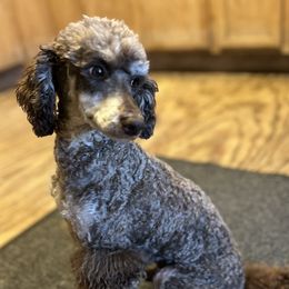 Ollie - Poodle