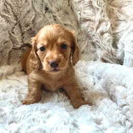 Ron - Red male Dachshund puppy in Casper, Wyoming from Daisy's Doxies