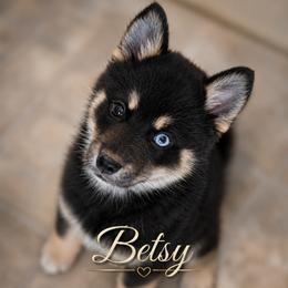 Betsy - Black and white female Pomsky puppy in Norfolk, Virginia from 'Brick'House Couture Pomskies