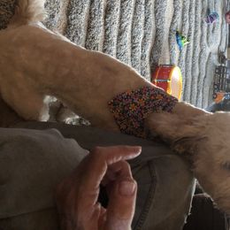 Goldendoodle All Grown Up from AR Diamond Doodled