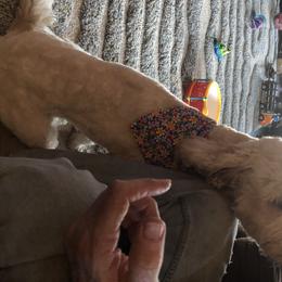 Goldendoodle All Grown Up from AR Diamond Doodled