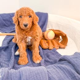 Mr Mertle - Apricot male Goldendoodle puppy in Marietta, Georgia from Reece + Co Doodles & Poodles