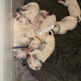 Dalmatian Puppies from Glasscock Dalmatians